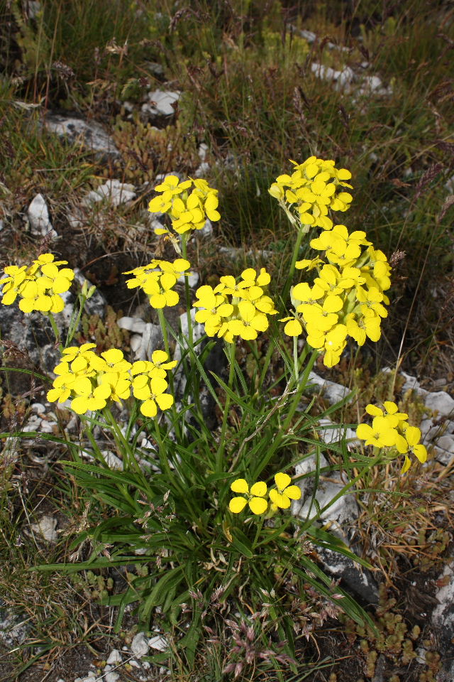 Erysimum pseudorhaeticum / Violaciocca appenninica